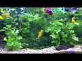 betta fish swimming relaxation 4k ultra hd video 4 hours