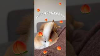 おしりプリプリの柴犬こなつ#柴犬#柴犬のいる暮らし #dogbreed #柴犬大好き #柴犬との暮らし #柴犬のいる生活 #可愛い #犬のいる暮らし #shiba #柴犬こなつ