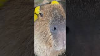 Swim swim capybara カピバラは泳げる