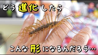 奇蟲「オオゲジ」の飼育部屋をセッティング！！