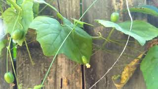 Updated Title: No Sleepless, You Don't Have A Maypop Plant!