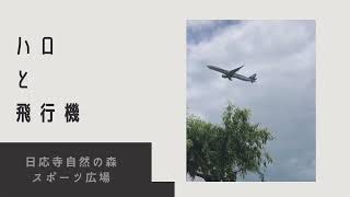 【空と飛行機】ハロ（日暈 halo）と飛行機｜岡山桃太郎空港近くの公園から離陸を眺めたかんじ｜Takeoff scenery of an airplane where Halo appeared