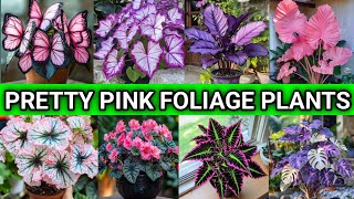 PRETTY PINK FOLIAGE PLANTS | Indoor Colourful Houseplants | VIP Green India Nursery