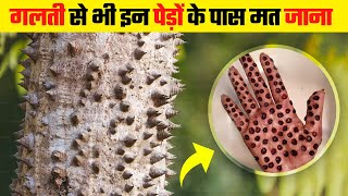 दुनिया के सबसे खतरनाक पेड़ | Most Dangerous Trees in the World