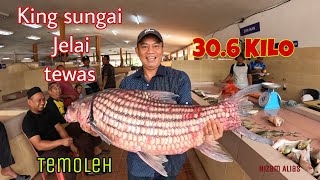 KING SUNGAI JELAI TEMOLEH/TEMELIAN 30.6 KILO TEWAS