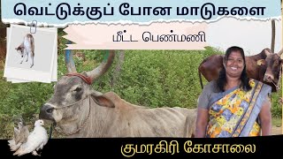 வெட்டுக்குப் போன மாடுகளை மீட்ட பெண்மணி _ குமரகிரி கோசாலை _KUMARAGIRI KOSAL