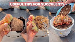 Useful Tips For Succulents - Part 32 | 多肉植物 | 다육이들 | Suculentas #plants