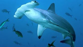 Hammerhead shark - one of the strangest sharks on the planet