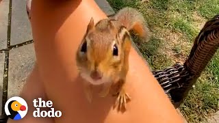 Chipmunk Gets So Jealous When His Favorite Girl Talks To Other Chipmunks | The Dodo Wild Hearts
