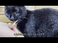 めっちゃ幸せそうに食べ、いびきをかく猫