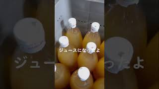 添加物一切不使用果汁100%りんごジュース作ったよ🍎お子様からご年配の方まで安心して飲めます！ #りんご #農家 #農業 #りんご屋さんだよ #無添加