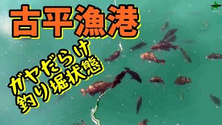 古平漁港はガヤが群れてて釣り堀状態だった