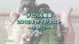 ウロコインコ： 【チビハル動画 2012年ダイジェスト Part2】 Conure: Chibi and Haru video digest in 2012 Part 2