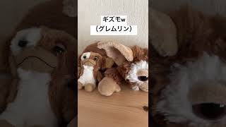 ふたりになんか似てるギズモ（グレムリン）連れてきちゃった【ポメぺキ☆ペキキャバ】 #犬  #ポメペキ  #nici  #gremlins  #GIZMO #ポーチ #キーホルダー #かわいい