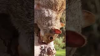 Creative Art - Future Track Art - Nature Dreams of Squirrels Home #animals #creative #art #logo