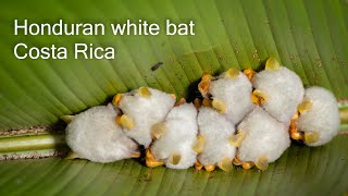 The Honduran white bat. Costa Rica.