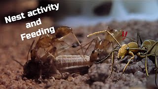 Camponotus Maculatus ant colony - Inside the nest and feeding!