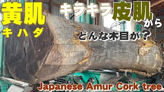 【キラキラ皮肌】キハダ原木から一枚板を製材しました。【木の店さんもく】Japanese Amur Cork tree Wood Sawing