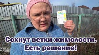 Почему сохнут ветки на жимолости? Это щитовка. Способ борьбы