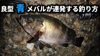 【良型メバル連発】富山県東部の青メバル(ブルーバック) パターンフィッシング