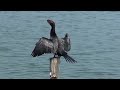 cormorant