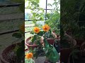 beautiful hibiscus plant in my balcony garden shorts plants