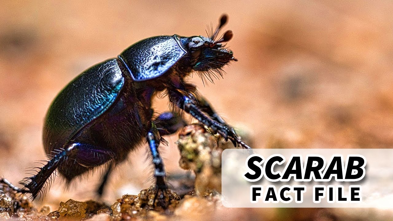 Scarab Facts: BEETLES Of The SCARABAEIDAE Family | Animal Fact Files ...