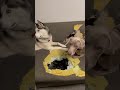 Husky finds a HOLE in couch with the culprit INSIDE