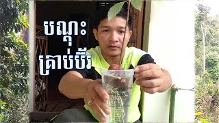 How to grow Avocado at home របៀបបណ្តុះគ្រាប់ប៊័រ