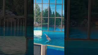 🔵Cute Beluga Whale Waiving😂 #shorts