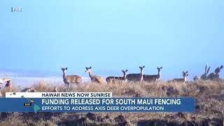 New fencing project to address Maui’s Axis Deer population crisis