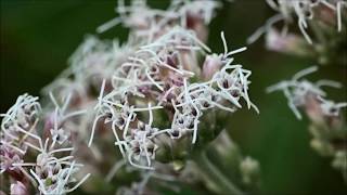 【鳥の名前を付けられた花】「マクロレンズ」サケバヒヨドリ（裂葉鵯）Flower with the name of the bird