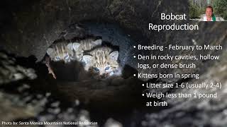 Bobcats: The Elusive Spotted Wild Cat of California