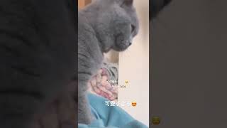 親バカになる程可愛い猫ちゃん🐈可愛過ぎて閲覧注意⚠️ #ブリティッシュショートヘア #成長記録 #猫 #shorts