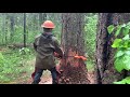 2020 epic tree felling compilation