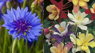 How to sow columbine and cornflower seeds | sowing cornflowers and columbine | Garden Ideas \u0026 DIY