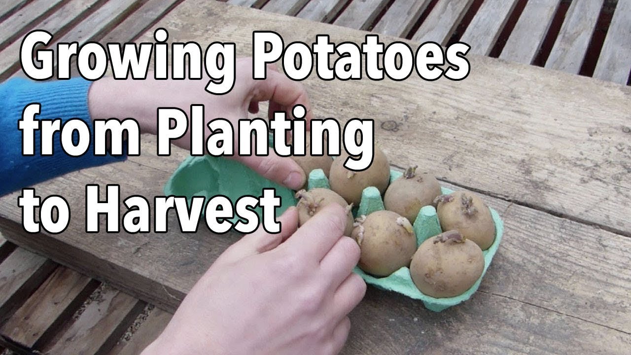 Growing Potatoes From Planting To Harvest - YouTube