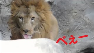 【ライオン】久しぶりに会えた柑太郎君＆ガーネットさん♪　2020/11/26　とべ動物園