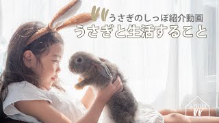 うさぎのしっぽ紹介動画