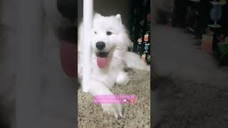 What da dog doim? | Empress the Samoyed | 🤍🐻‍❄️🤍 | #samoyed