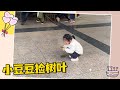 豆豆在大礼堂练习走路时收集树叶，说要做一个实验，我豆怎么这么棒呀！【我豆加油】