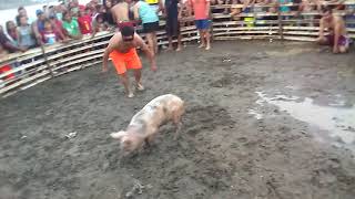 Concurso de atrapa al chancho con los ojos vendados