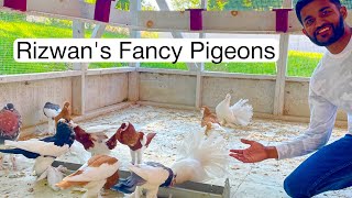 Rizwan’s Fancy Pigeon Loft in USA