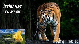 Sakitləşdirici Film 4K HD Ultra videosu . Vəhşi Heyvanlar -Relaxation Film 4K.#animals #təbiət