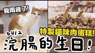 黃阿瑪的後宮生活-浣腸兩歲生日【自製貓咪肉蛋糕】