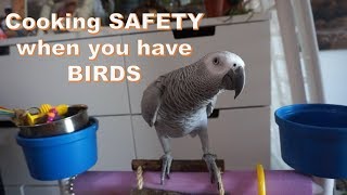 Cooking Safety When You Have Parrots At Home