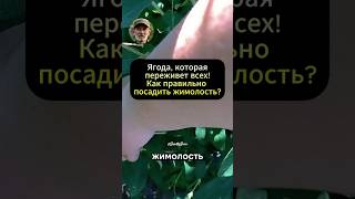 Сажать жимолость осенью или весной? Ошибки, которые погубят урожай!#огород #дача #сад