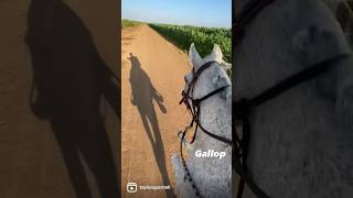 🐎 ALL 4 SPEEDS OF A HORSE #gallop #galloping #runninghorse #horsepower #horsebackriding #horselover