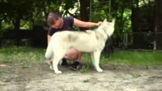 Husky handling 1