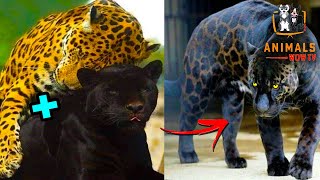 Top10 Hybrid Animals  When Animals of Different Species Tried Mating